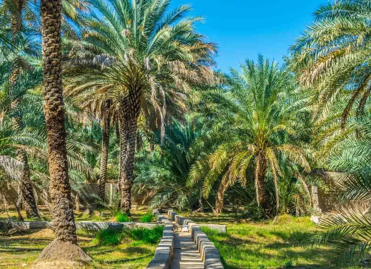 Engineering Survival, The 3000-Year-Old Falaj Systems