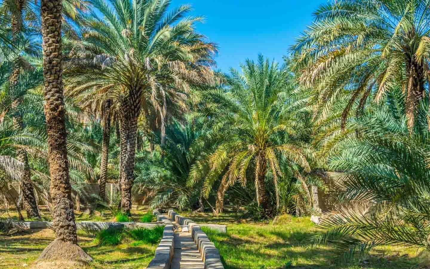 Engineering Survival, The 3,000-Year-Old Falaj Systems