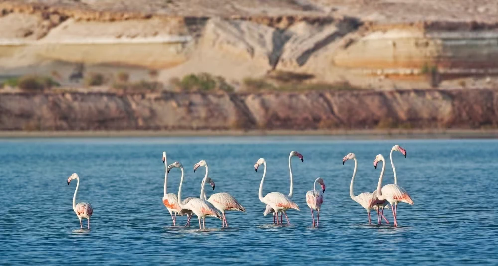 Rewilding the Desert, The Remarkable Story of Sir Bani Yas Island