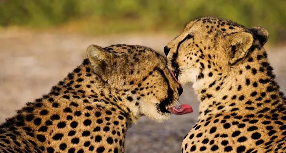 Rewilding the Desert, The Remarkable Story of Sir Bani Yas Island