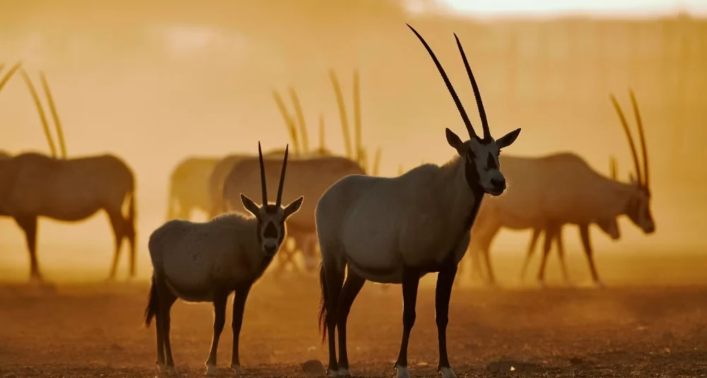 Rewilding the Desert, The Remarkable Story of Sir Bani Yas Island